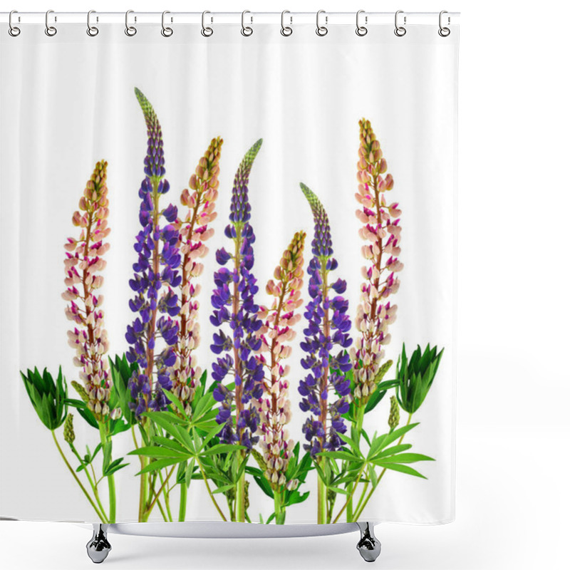 Personality  Blooming Pink And Purple Lupine / Isolated / Shower Curtains