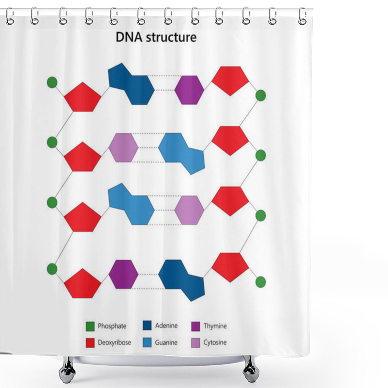 Personality  DNA Structure. Ladder Configuration. On White Background. Shower Curtains