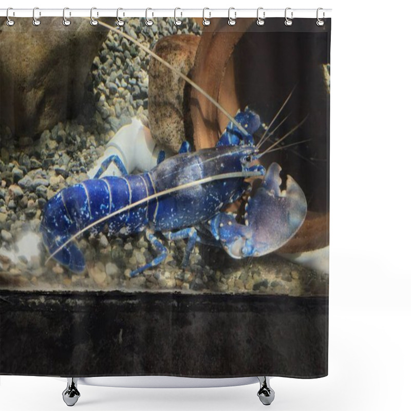 Personality  Blue Lobster In Aquarium Close View Background Shower Curtains