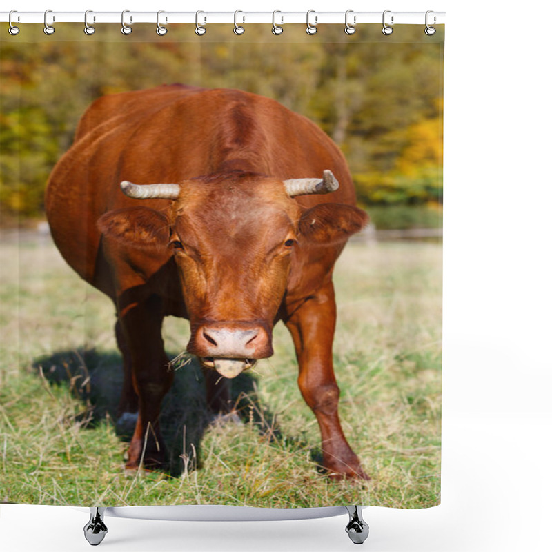 Personality  Single Cow Grazes In Field. Blazing Orange Maple Tree Highlights Green Pasture. Shower Curtains