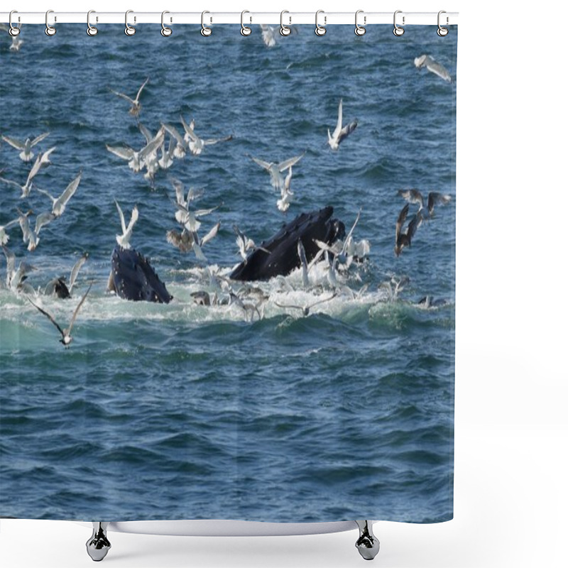 Personality  Humpback Whales Feeding On Sand Lances  Shower Curtains