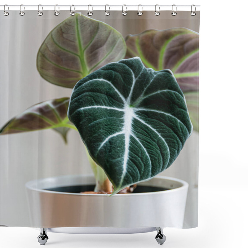 Personality  Alocasia Reginula 'black Velvet' Leaf. Tropical Potted Plant On A White Background. Exotic Trendy Houseplant Detail. Shower Curtains