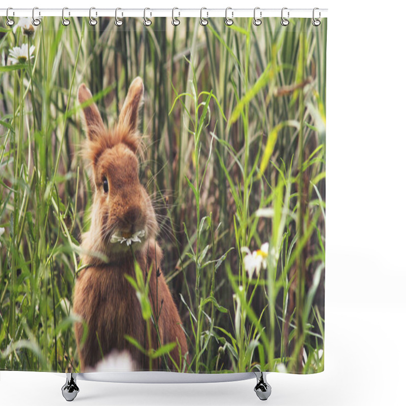 Personality  A Cute Rabbit Eating A Daisy At A Local Wildlife Sanctuary Park  Shower Curtains