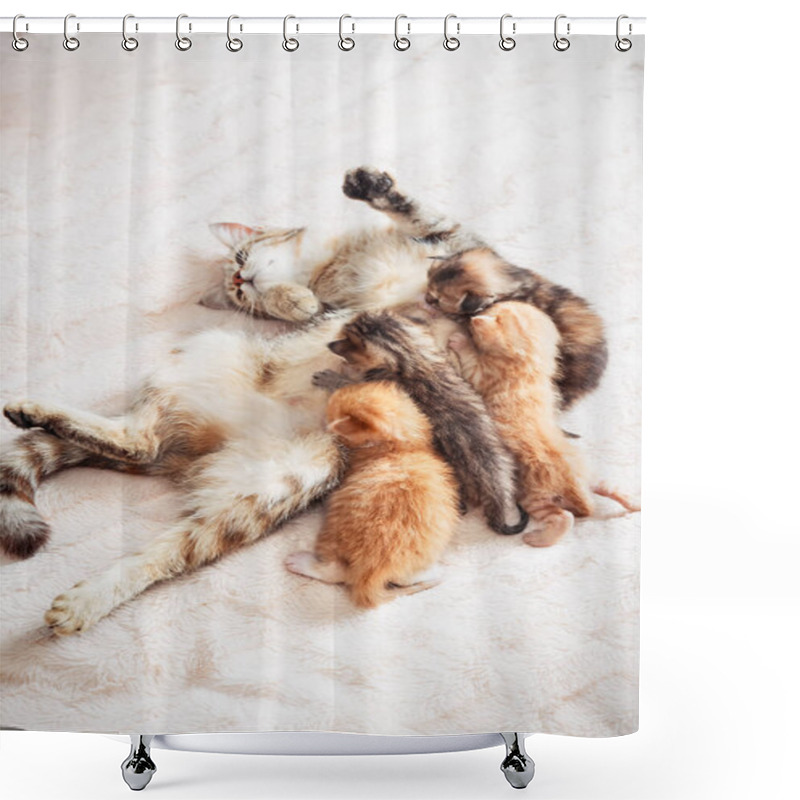 Personality  Mother Cat Nursing Baby Kittens Shower Curtains