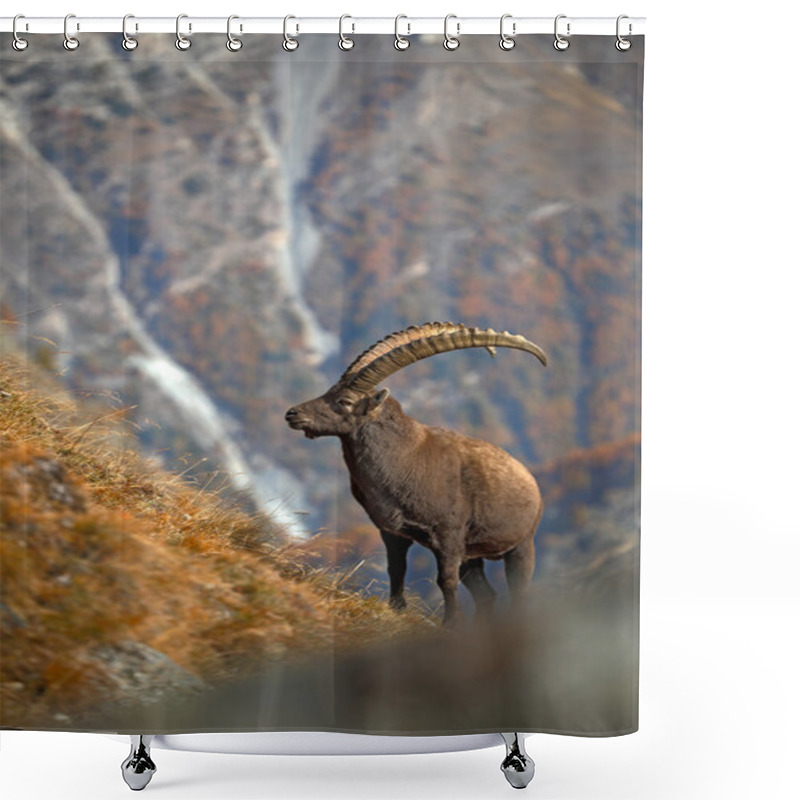 Personality  Alpine Ibex In Nature Habitat Shower Curtains