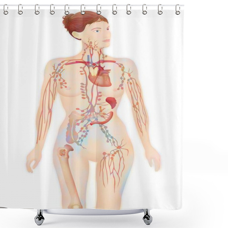 Personality  Lymphatic System Drawing On White Background Shower Curtains