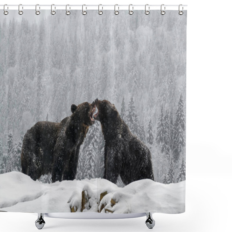 Personality  Close-up Two Angry Brown Bear Fight In Winter Forest. Danger Animal In Nature Habitat. Big Mammal. Wildlife Scene Shower Curtains