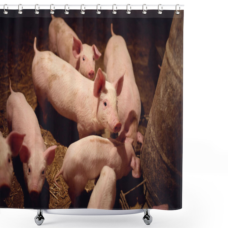 Personality  Pigs On Farm Waiting For Meal Shower Curtains