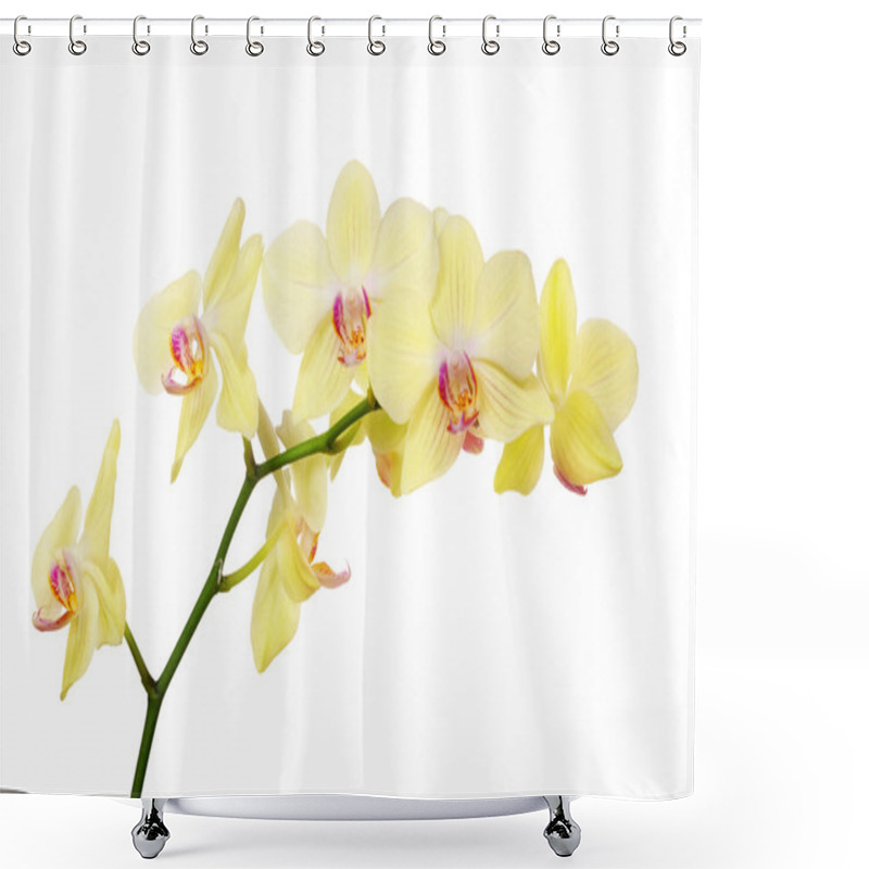 Personality  Isolated Lemon Yellow Orchid Branch Shower Curtains