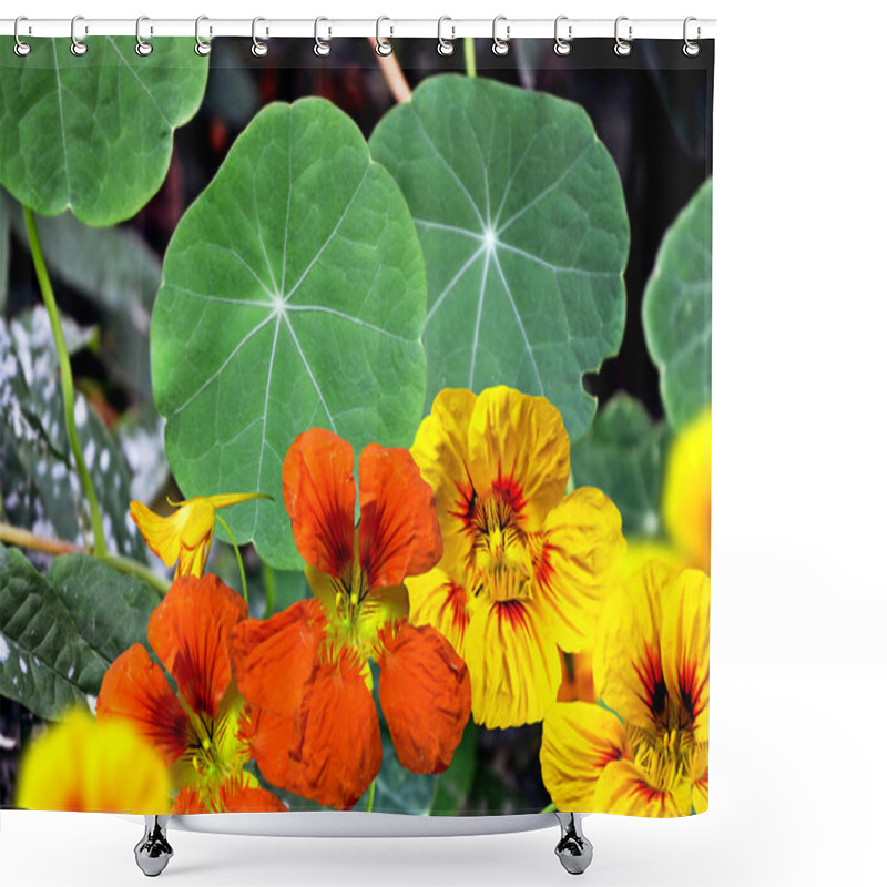 Personality  Nasturtium Flowers Shower Curtains