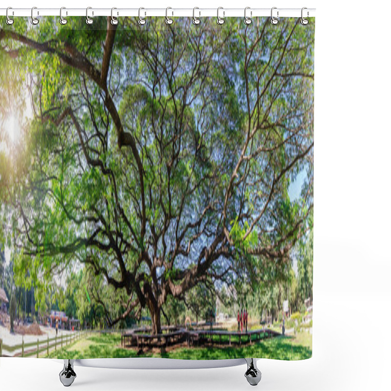 Personality  Scenery Of Giant Rain Tree (Chamchuri Tree) Or Monkey Pod Tree With Green Leaves At Kanchanaburi. Tourist Attraction For Relax And Take Photo Is Big Tree. Shower Curtains