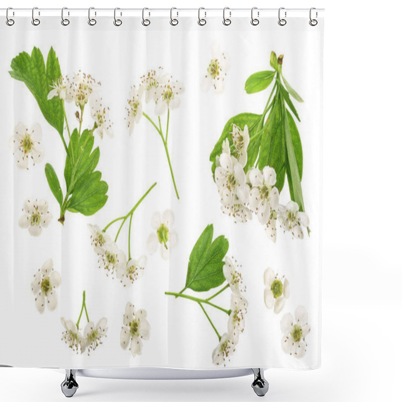 Personality  Hawthorn Or Crataegus Monogyna Flowers Isolated On A White Background Shower Curtains