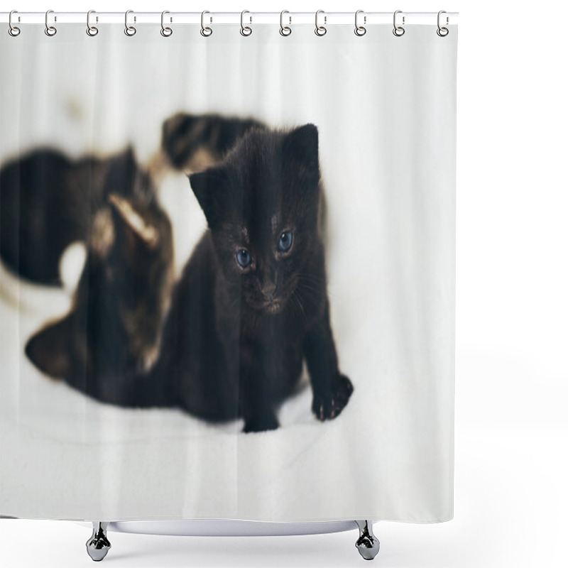 Personality  Black Kitten With Blue Eyes Shower Curtains