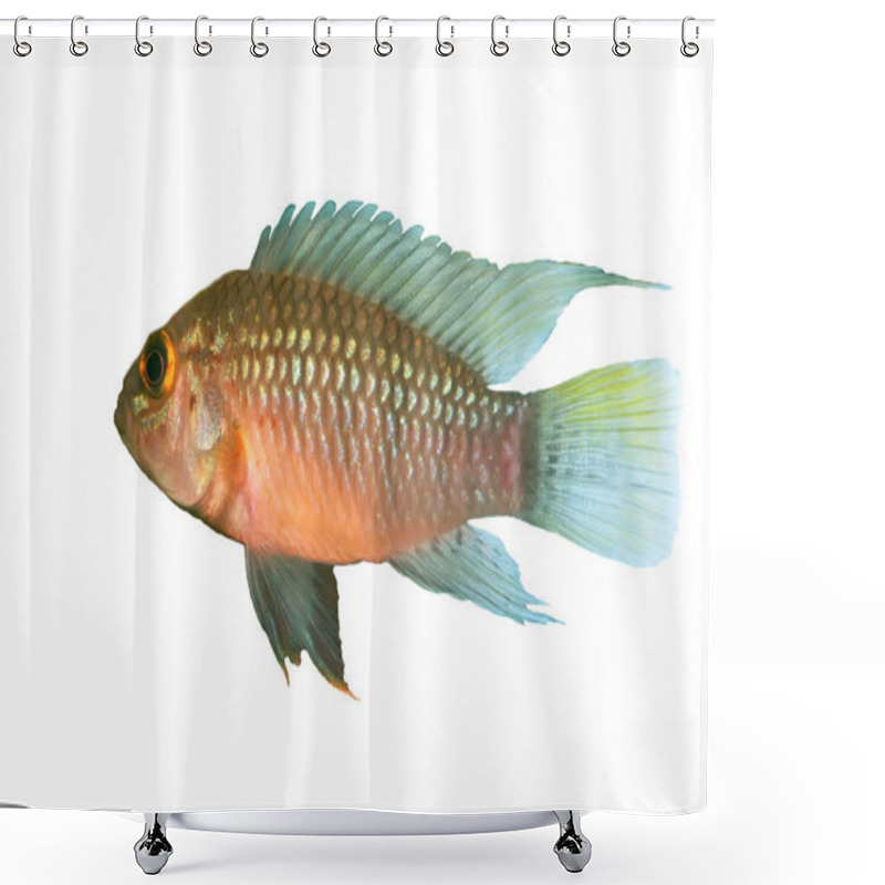 Personality  Identification Picture For The Apistogramma Sp. Nanay Isolated Over White Background Shower Curtains