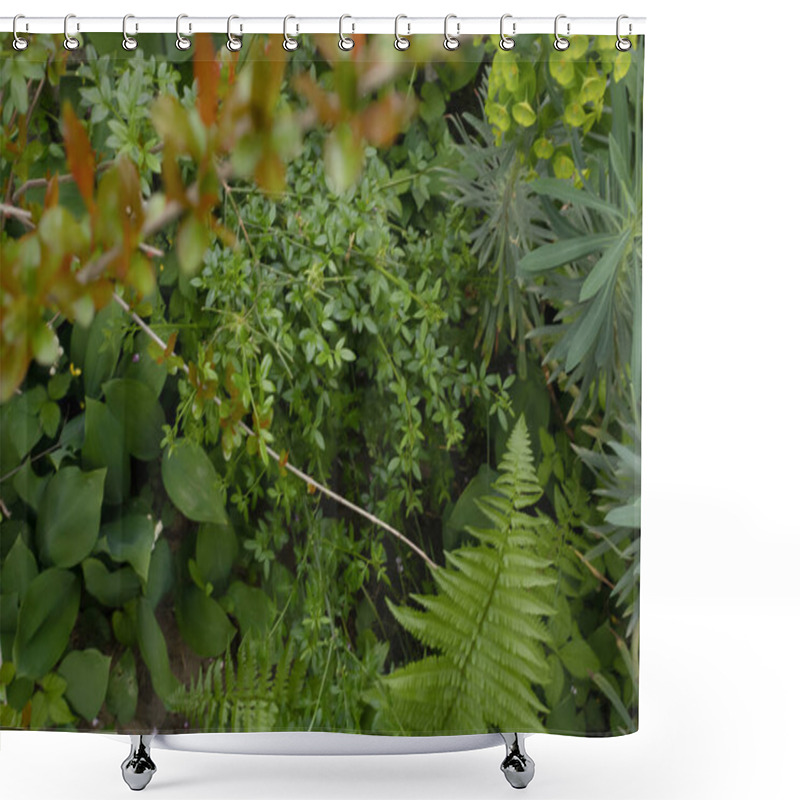 Personality  Green Plants Euphorbia Lathyris, Cercis Siliquastrum And Other Plants In Nature. Beautiful Background. Shower Curtains