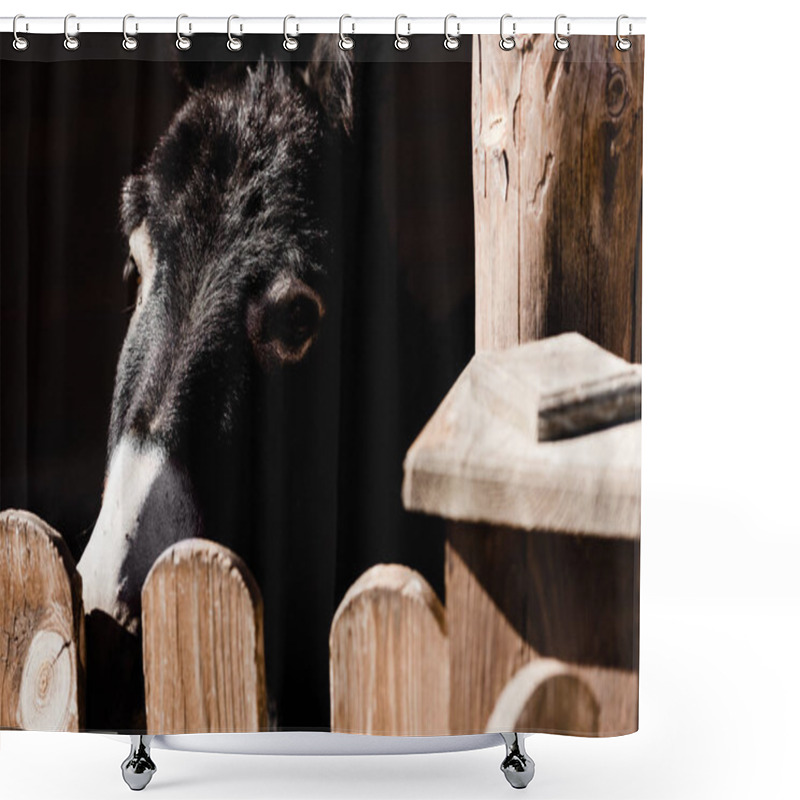 Personality  Selective Focus Of Cute Black And White Donkey Near Fence  Shower Curtains