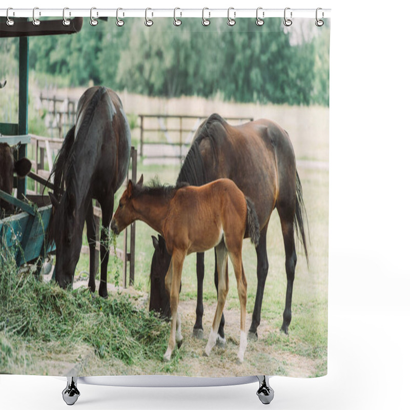 Personality  Brown Horses With Cub Eating Hay On Ranch Shower Curtains