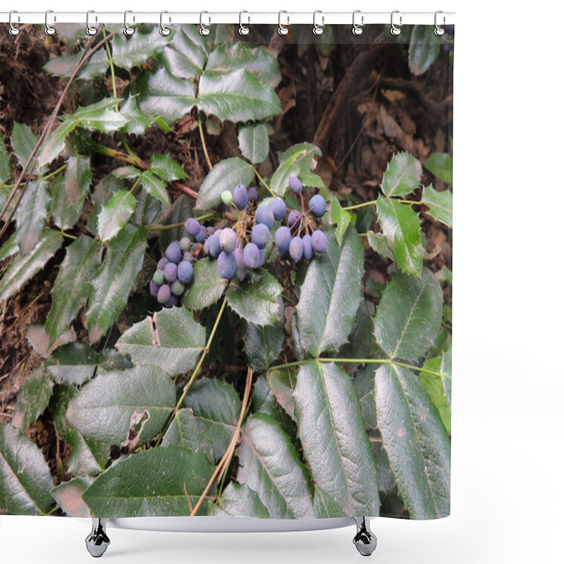 Personality  Oregon Grape (Mahonia Aquifolia) With Blue Berries Shower Curtains