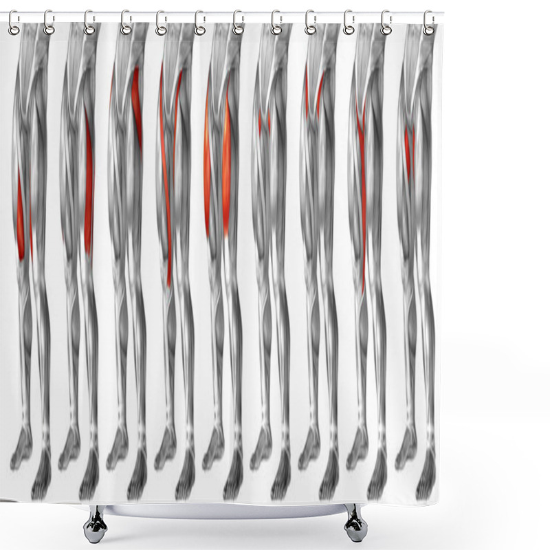 Personality   Human Upper Legs Anatomy Shower Curtains