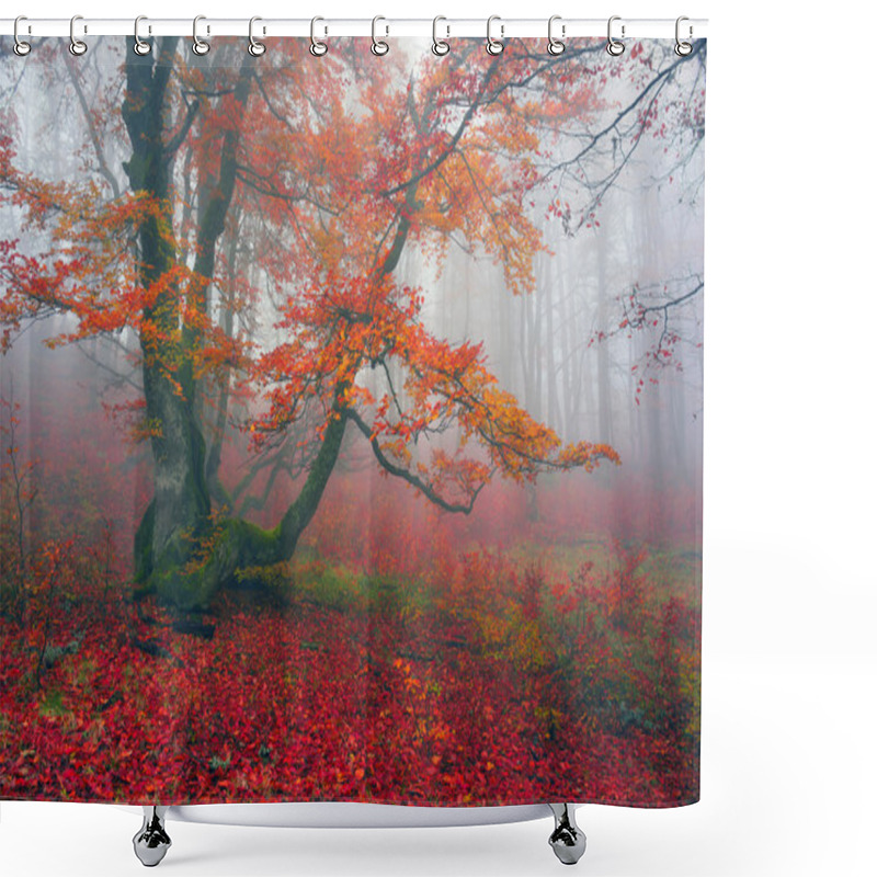 Personality  Autumn In Forest Of Ukrainian Carpathians Shower Curtains