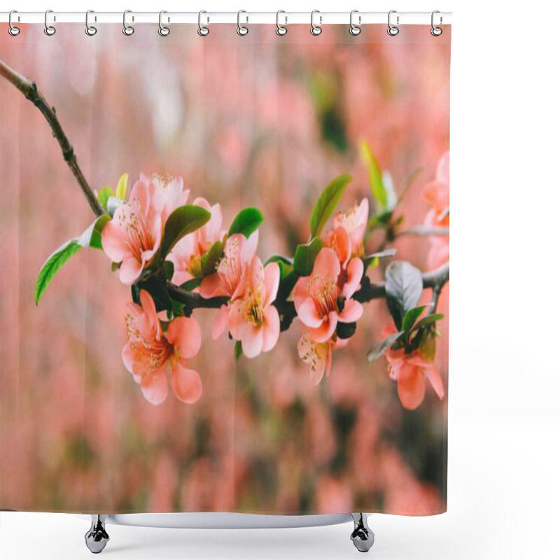 Personality  Close-up Of Delicate Pink Flowers On A Branch With Green Leaves. Shower Curtains