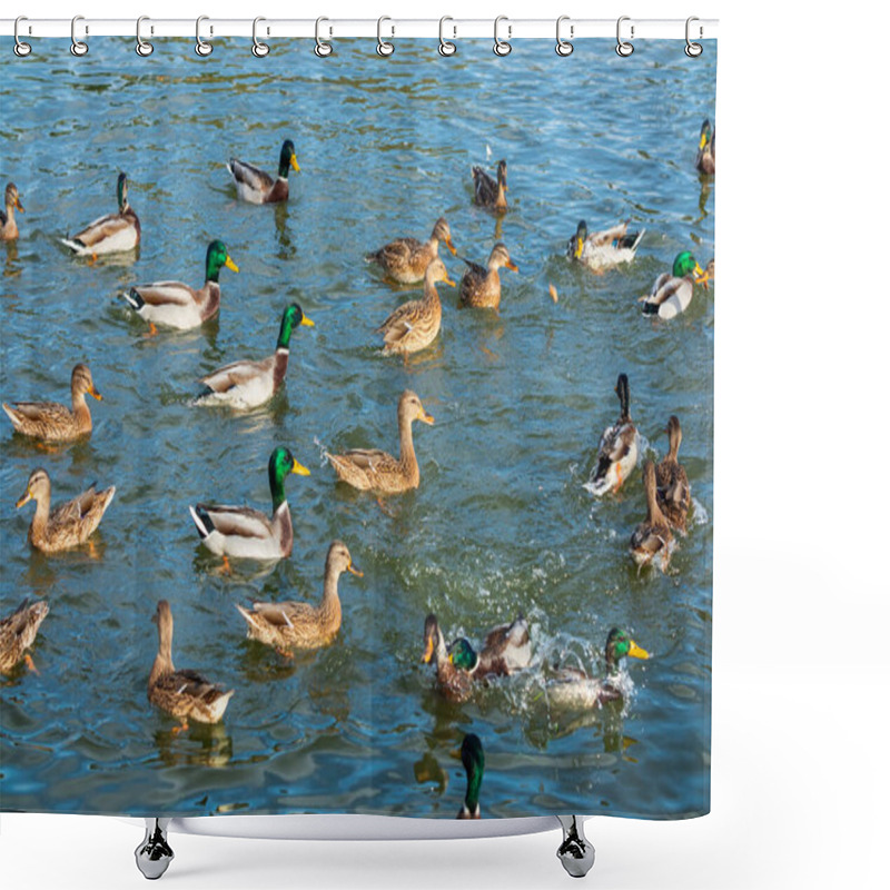 Personality  Many Wild Ducks On The Surface Of The Water. Mallard Waterfowl On A Sunny Day Shower Curtains