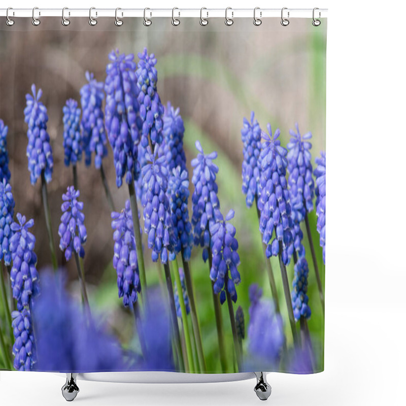 Personality  Muscari Armeniacum Ornamental Springtime Flowers In Bloom, Armenian Grape Hyacinth Flowering Blue Plants In The Garden And Green Leaves Shower Curtains