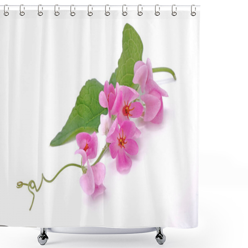 Personality  Mexican Creeper, Pink Mexican Creeper (Antigonon Leptopus) Isolated On White Background Shower Curtains