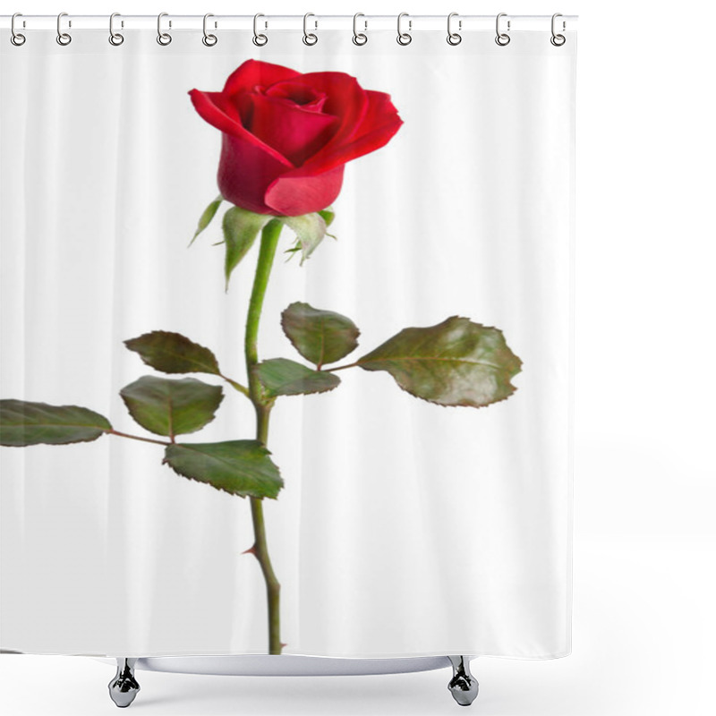 Personality  Beautiful Red Rose Isolated On White Background Shower Curtains