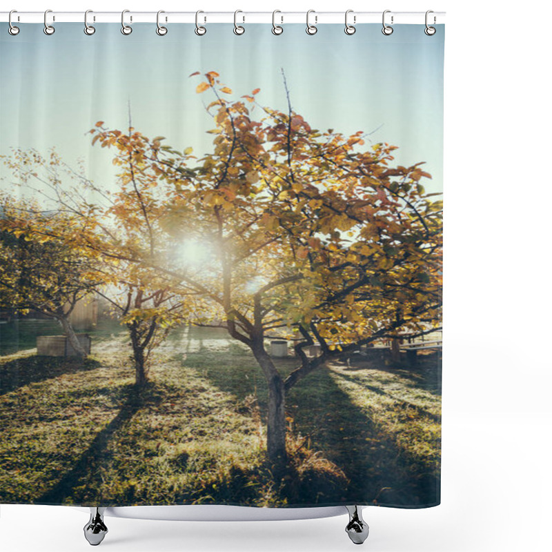 Personality  Sun Shining Through Autumnal Golden Tree In Garden In Vorokhta, Carpathians, Ukraine Shower Curtains