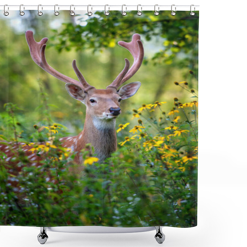 Personality  Close-up Portrait Of A Deer With Large Antlers On Its Head, Showing Its Distinctive Features In Detail. The Deer Looks Alert And Aware Of Its Surroundings Shower Curtains