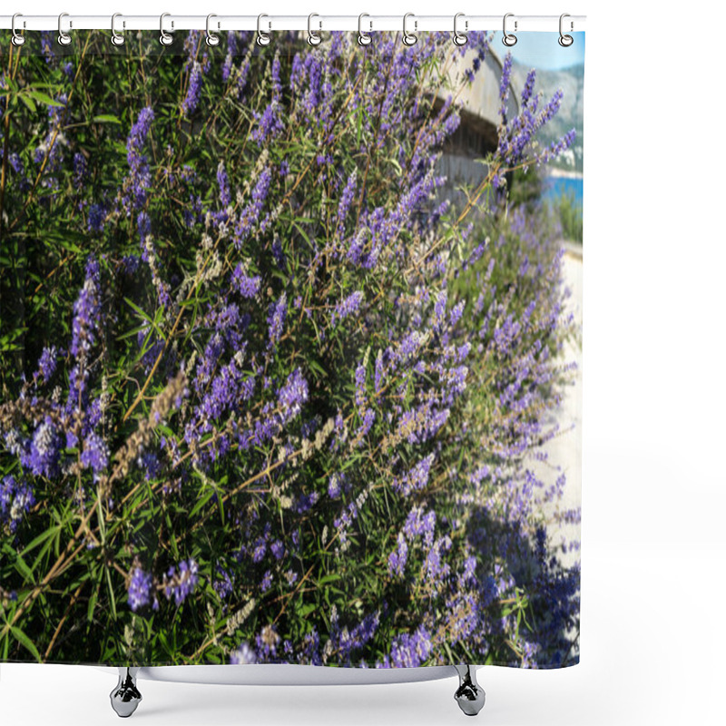 Personality  Vitex Agnus-castus Also Called Vitex, Chaste Tree Or Chastetree, Chasteberry, Abraham's Balm, Lilac Chastetree, Or Monk's Pepper. Purple Flowers In Full Bloom, Surrounded By Green Foliage Shower Curtains