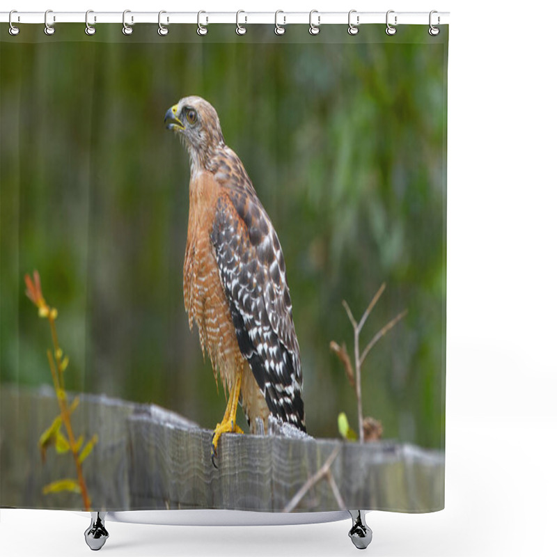 Personality  Red-shouldered Hawk (Buteo Lineatus) Standing On Wood Fence, Florida, USA While Looking Away With Mouth Open, High Detail, Talons In View  Shower Curtains