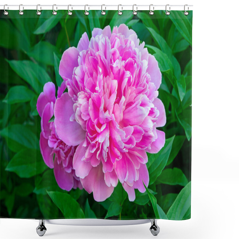 Personality  Blossoming Peony Among Green Leaves Shower Curtains