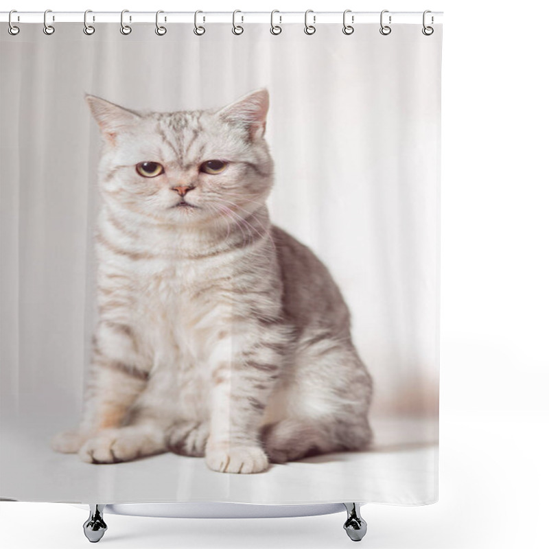 Personality  European Cat In Front On A White Background Shower Curtains