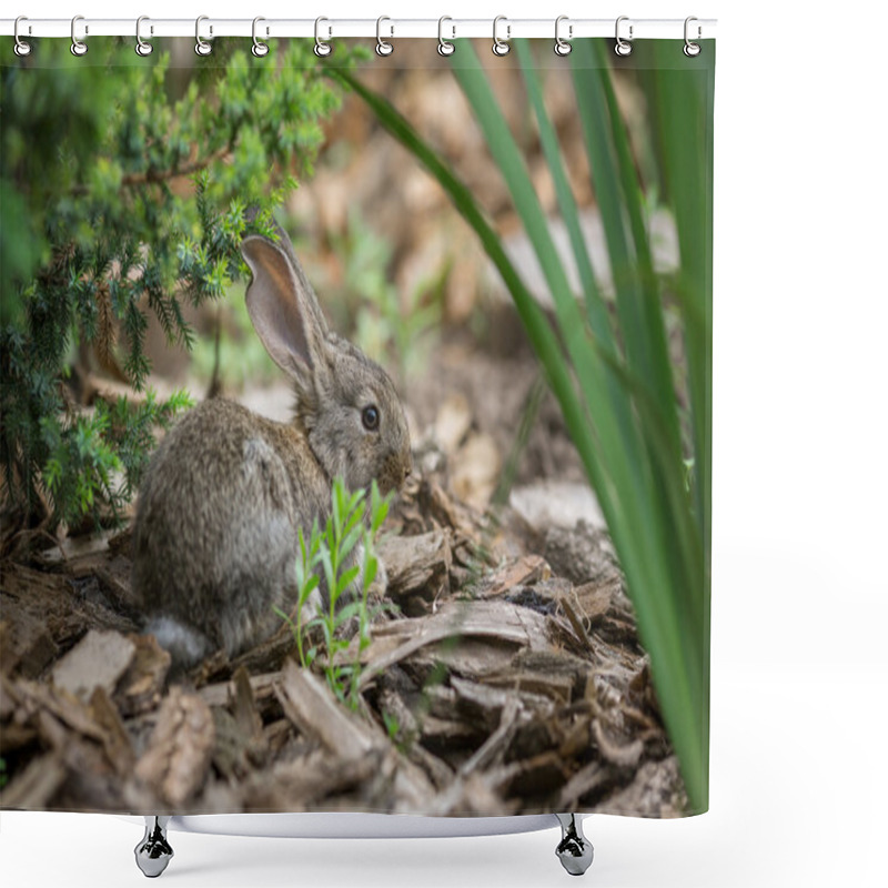 Personality  Rabbit Is Beautiful Animal Of Nature Shower Curtains