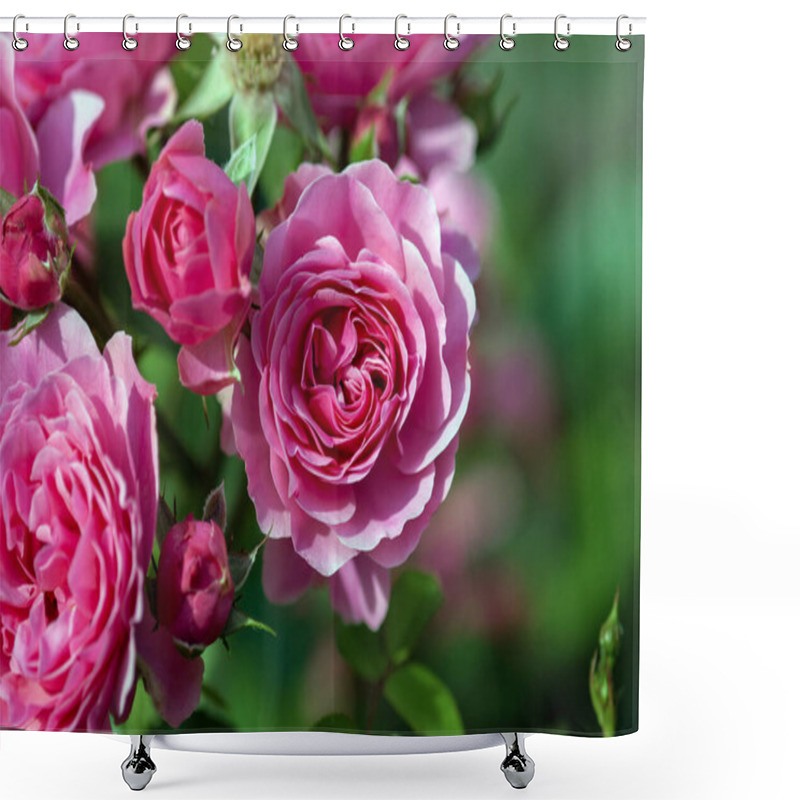 Personality  Pink Bulgarian Rose Bush Blooming In Summer Garden Shower Curtains