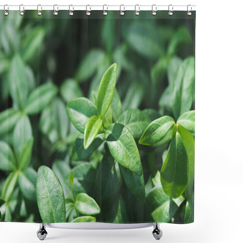 Personality  Vinca Plant Green Leaves In Sunlight Shower Curtains