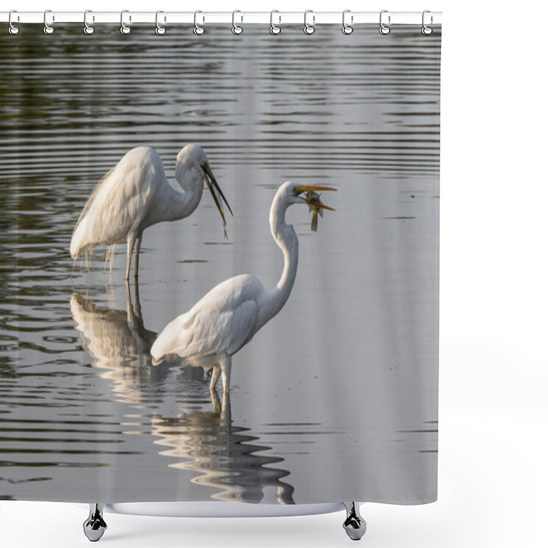 Personality  Great Egret With Catching A Fish At Wetland Sabah, Malaysia Shower Curtains