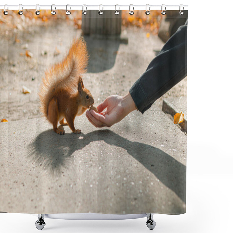 Personality  Squirrel Eats From A Person's Hand.kindness Of A Person.feeds The Squirrel.squirrels In The Park.a Squirrel Eats A Nut In An Autumn Park.squirrel Eats A Nut From A Man's Hand.caring For Animals.animal Shower Curtains