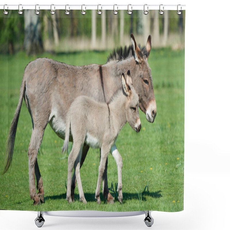 Personality  Donkey (Equus Africanus Asinus) Shower Curtains