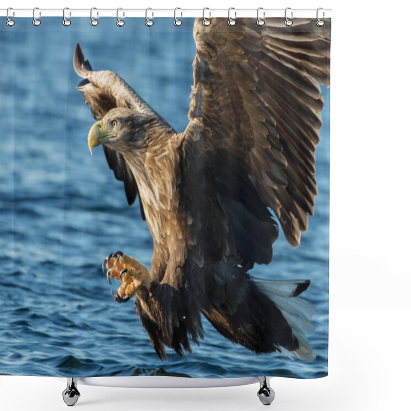 Personality  Close-up Of White-tailed Sea Eagle (Haliaeetus Albicilla) In Flight With The Powerful Claws Catching A Fish, Norway.   Shower Curtains