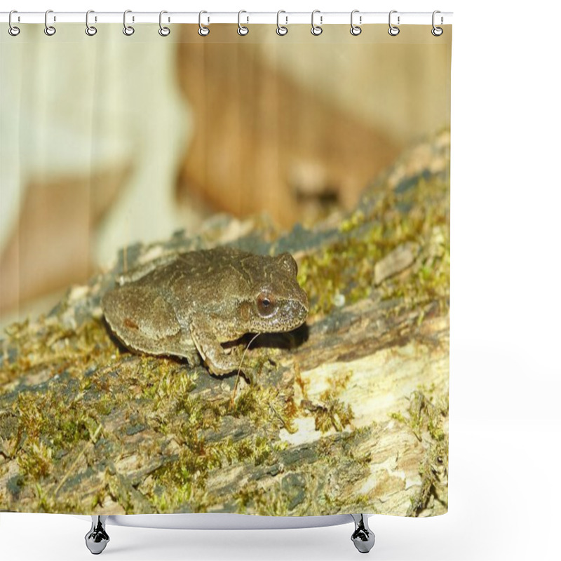 Personality  Spring Peeper (Pseudacris Crucifer) Shower Curtains