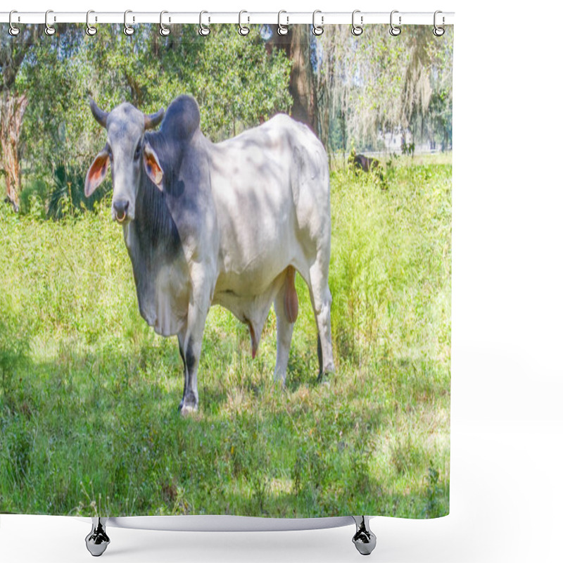 Personality  Large Male Free Range Zebu Cattle - Bos Taurus Indicus  - Used As Draught And Riding Animals, Dairy Cattle, As Well As For Byproducts Such As Hides, Dung For Fuel And Manure, And Horn For Knife Handle Shower Curtains