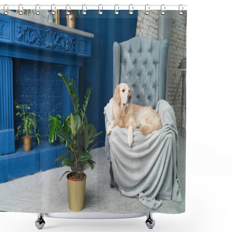 Personality  Golden Retriever Pure Breed Puppy Dog On Gray Armchair In House Or Hotel Lobby. Classic Style With Green Plants Cement Blue Brick Walls Living Room Interior Art Deco Apartment. Pets Friendly Concept. Shower Curtains