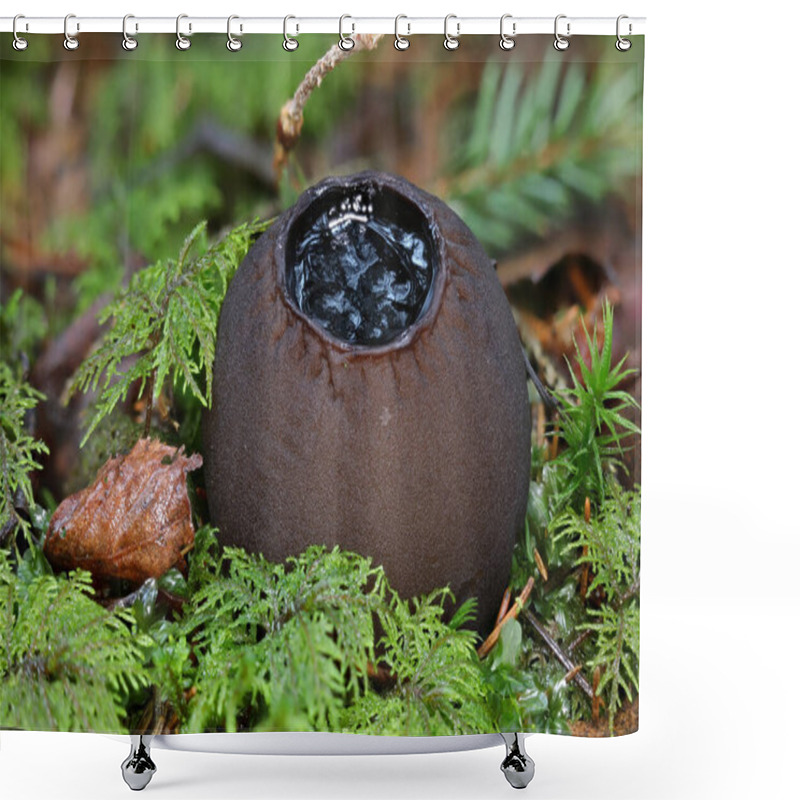 Personality  Rare Endangered Mushroom Sarcosoma Globosum Close Up Macro Shower Curtains