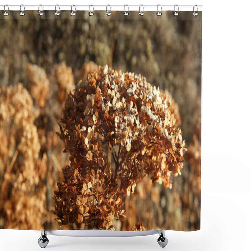 Personality  Golden Hues Of Dried Hydrangea Petals Create A Tranquil Autumn Atmosphere. Shower Curtains