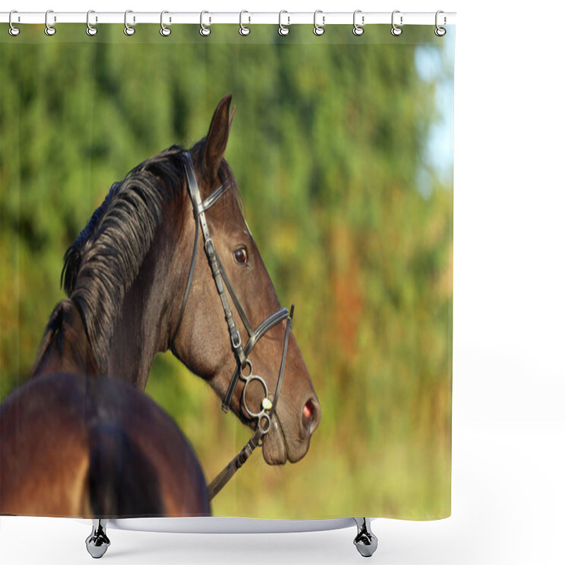 Personality  Extreme Closeup Portrait Of A Domestic Saddle Horse At Sunset On A Rural Animal Farm Shower Curtains