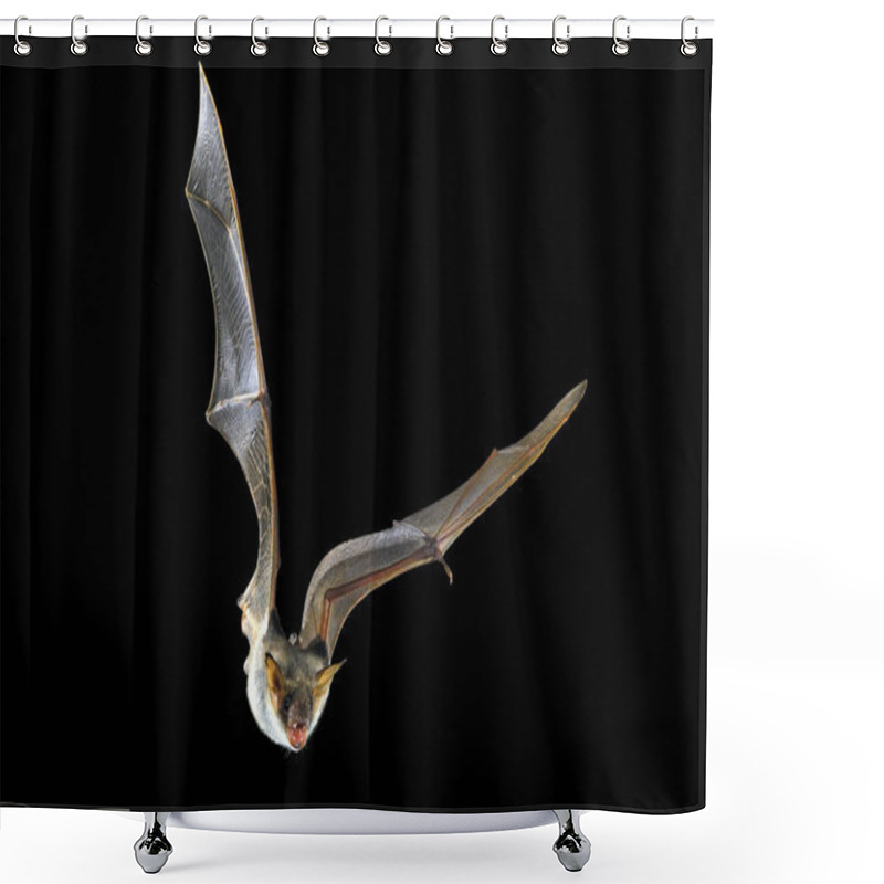 Personality  Flying Bat With Black Background, Myotis Myotis Shower Curtains