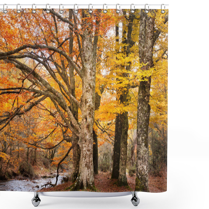 Personality  Beech Forest In Autumn Near The Town Of Montejo De La Sierra In Spain. It Is The Southernmost Beech Forest In Europe. Shower Curtains